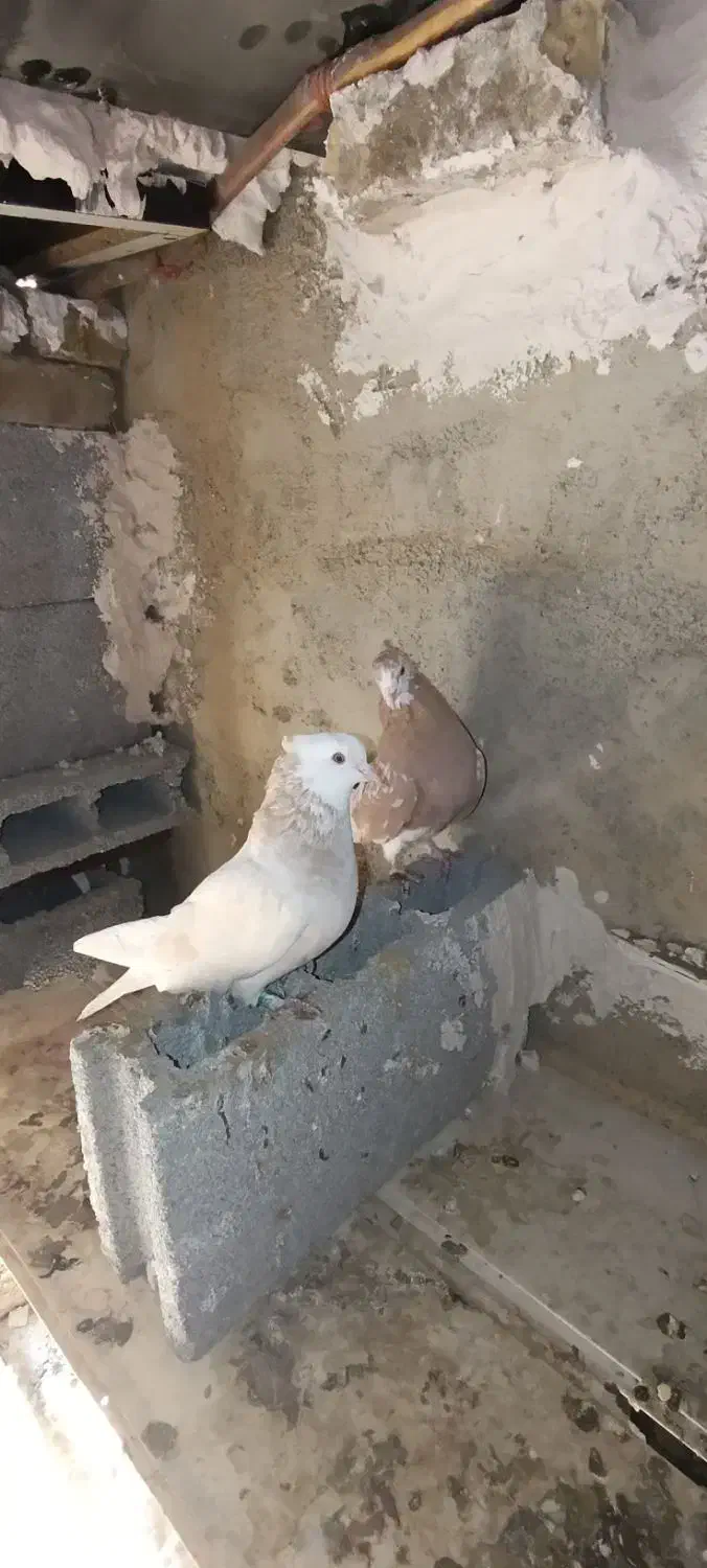 فروش یک جفت ماده زرد|پرنده|اشنویه, |دیوار