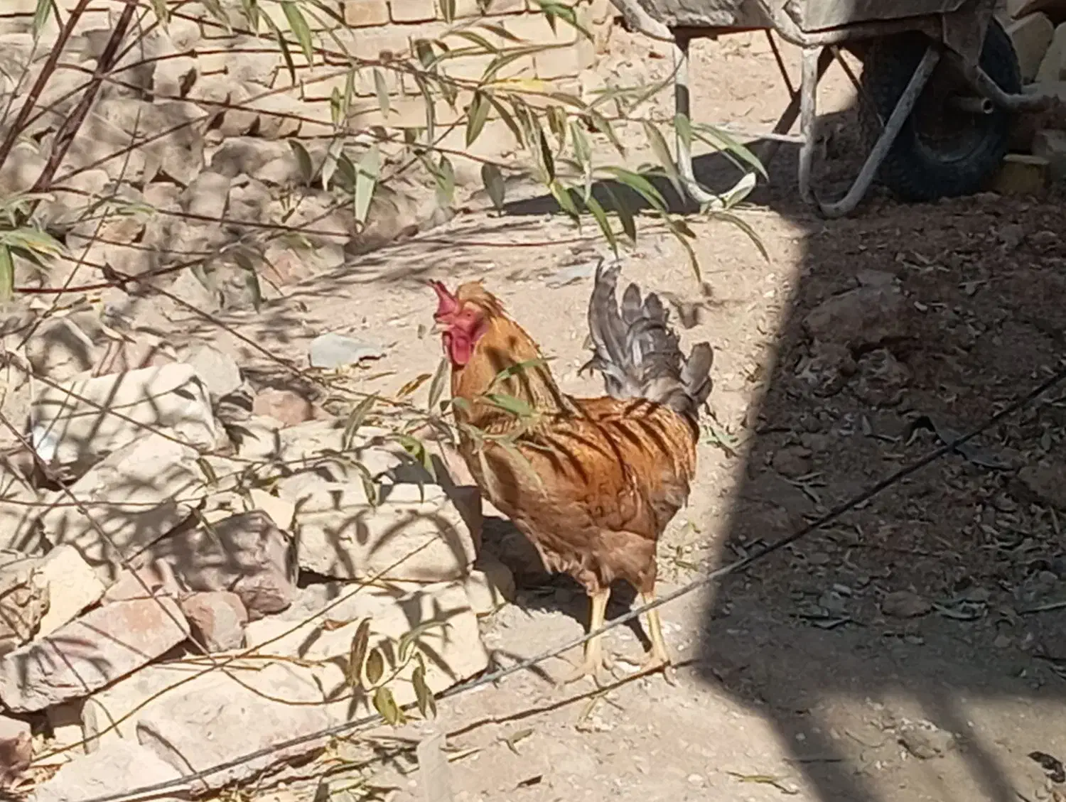 خروس زیبا و بزرگ کاکلی|حیوانات مزرعه|رزن, |دیوار