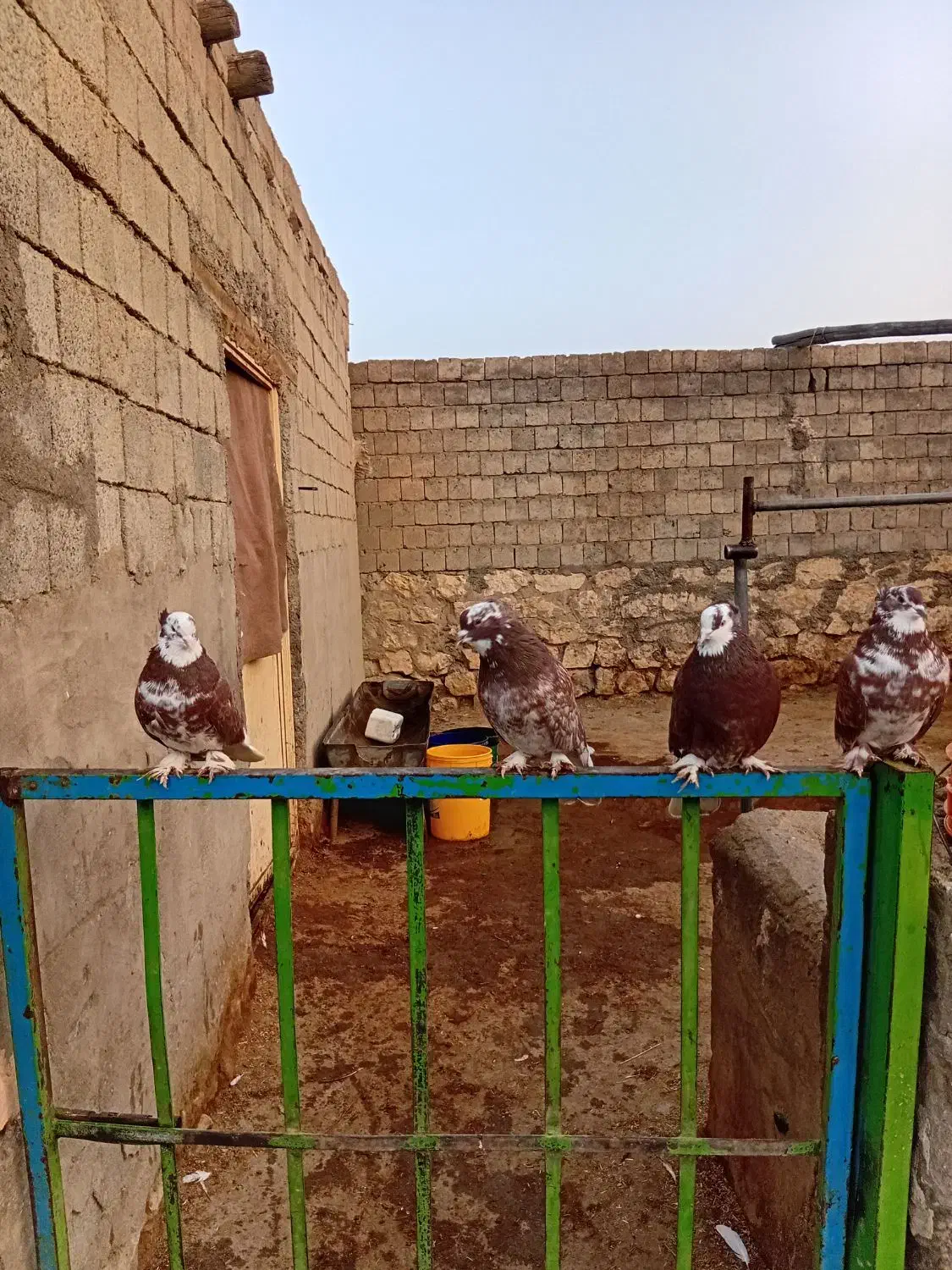 کبوتر|پرنده|نقده, |دیوار