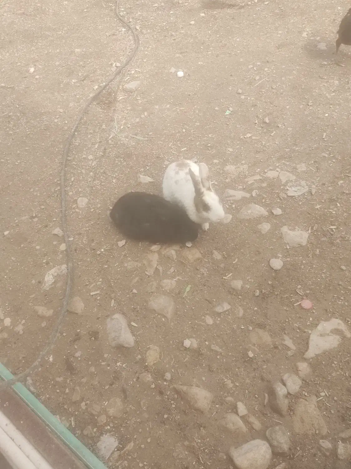 خرگوش|موش و خرگوش|بوشهر, |دیوار