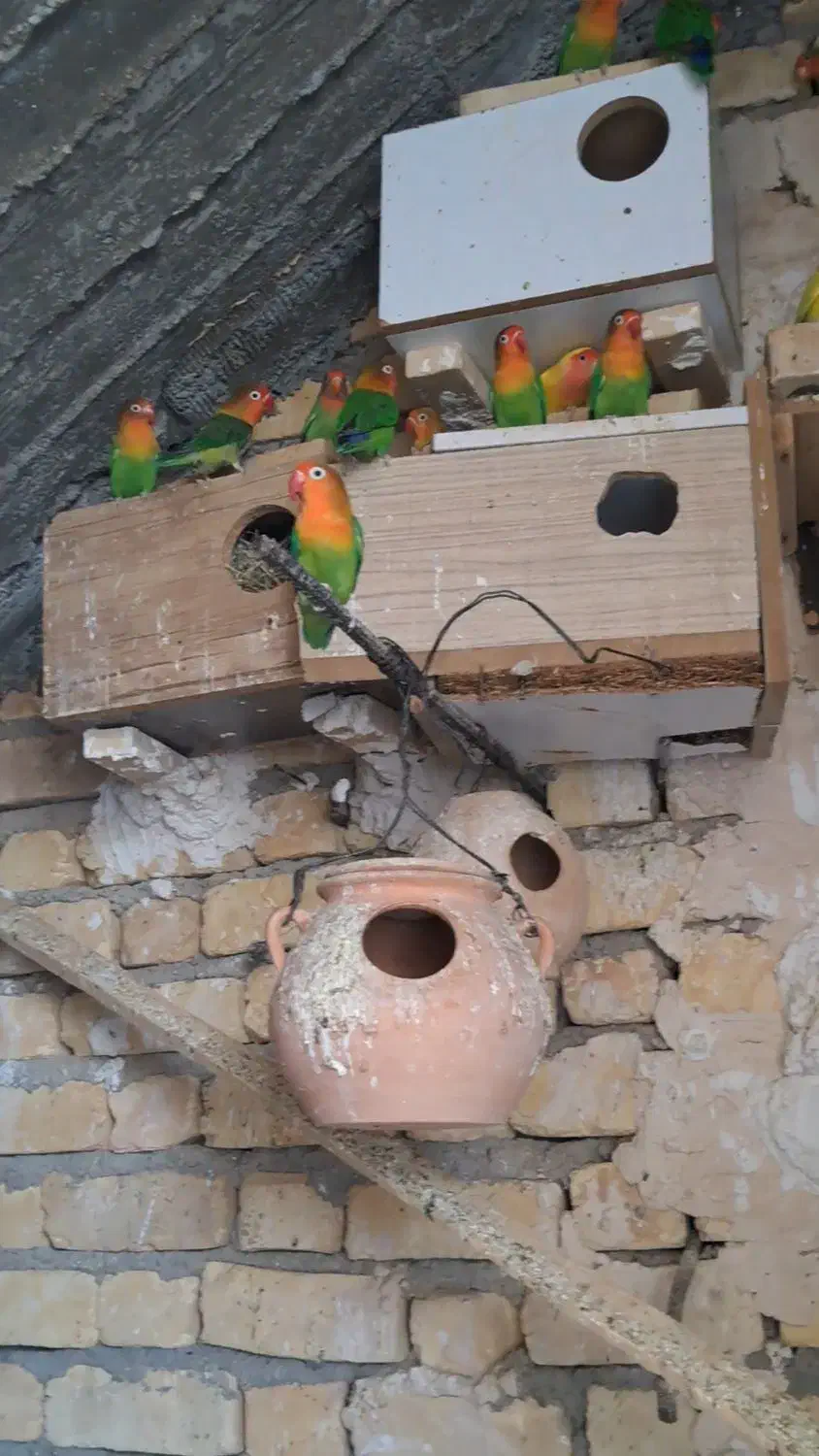 فیشر|پرنده|زرین دشت (فارس), |دیوار