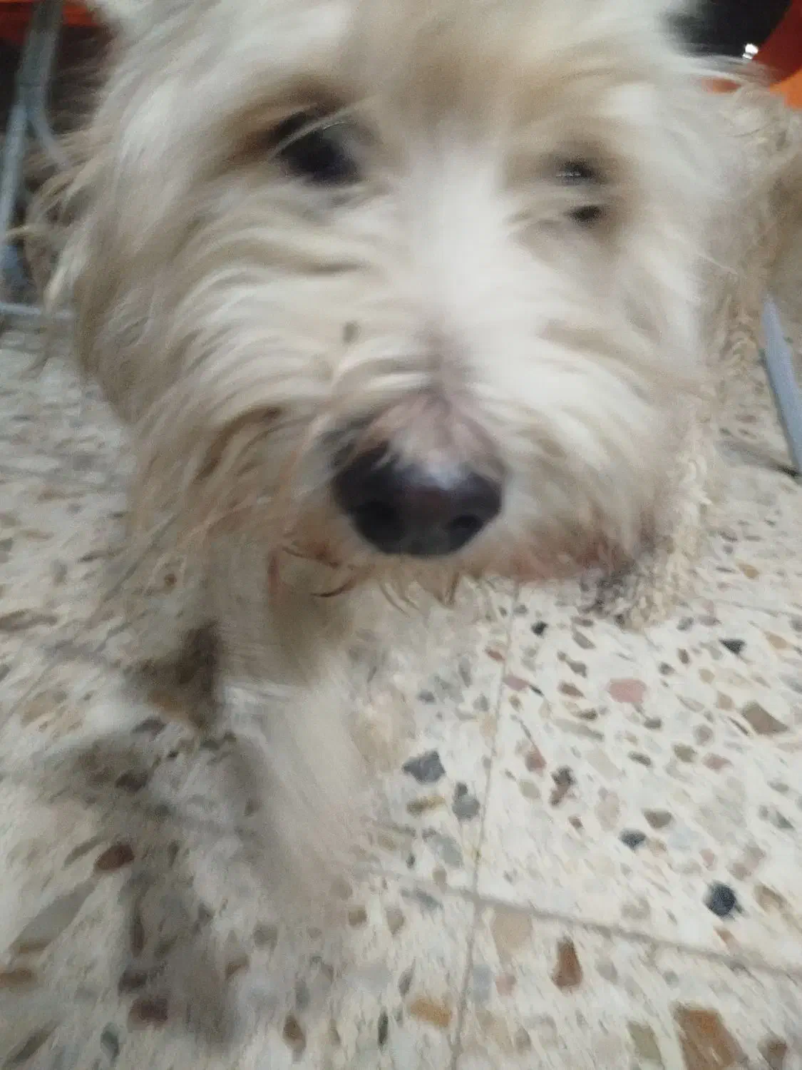 سگ پشمالو|سگ|اهواز, شهرک رزمندگان|دیوار