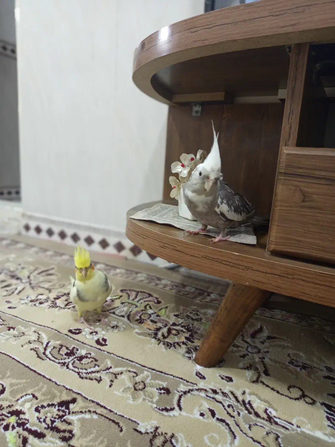 یک جفت عروس هلندی نرو ماده،تازه جفت شدن رام ودستی.|پرنده|کرمانشاه, |دیوار