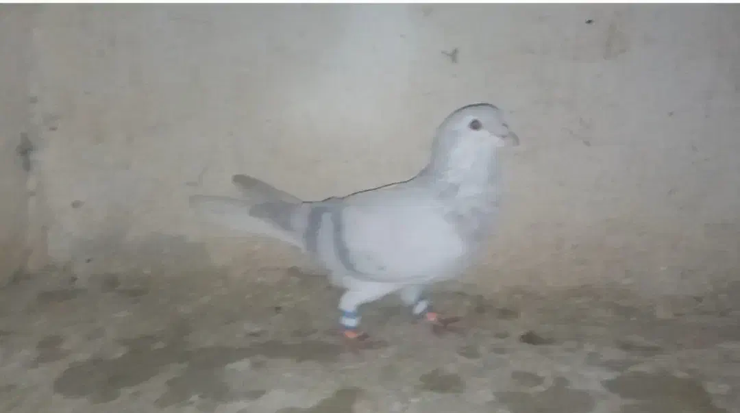 ساده افشون سوسکی بزک|پرنده|مشهد, ثامن|دیوار