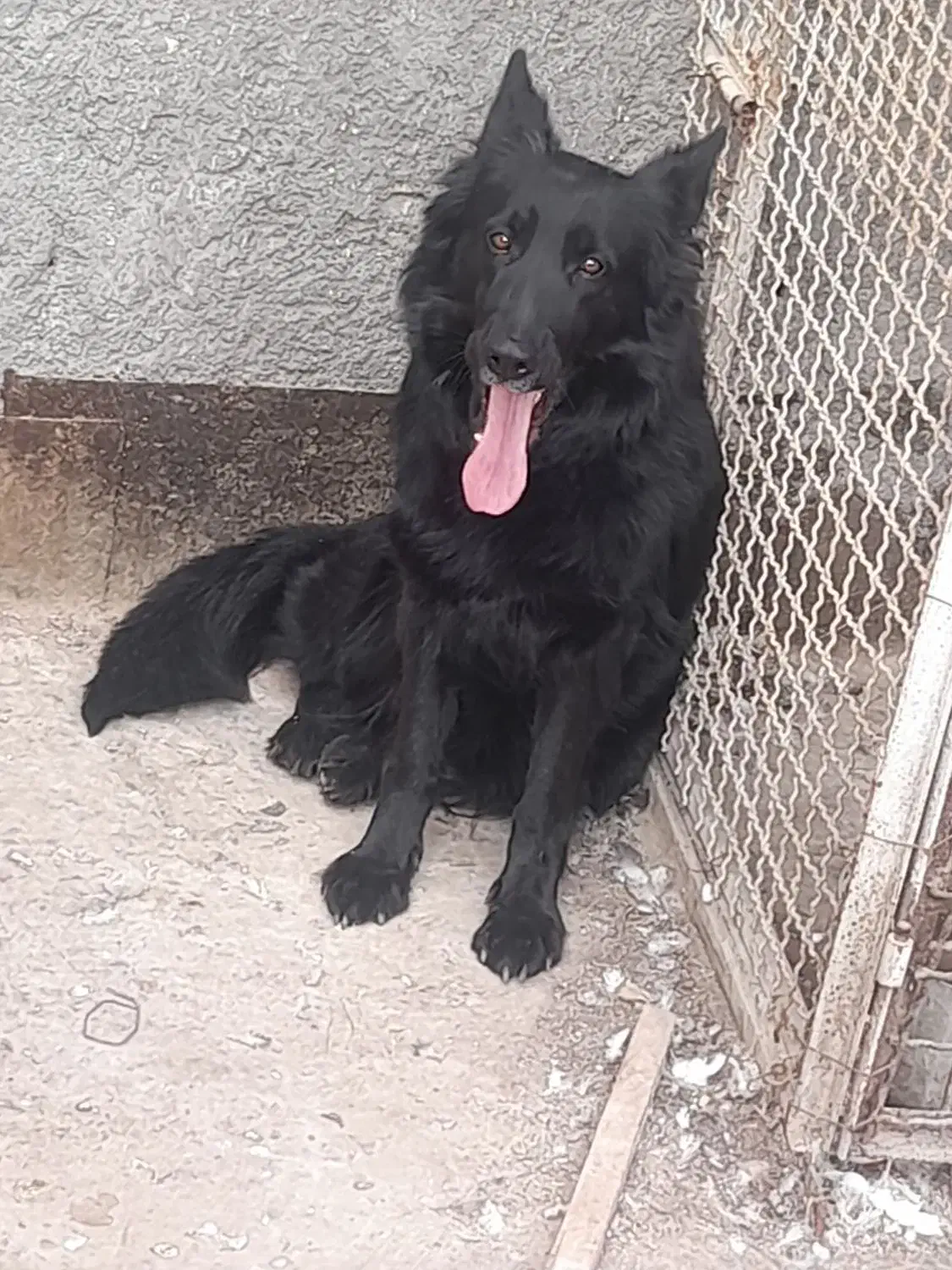 ماده ژرمن بلک شولاین پرپشم باشیب مناسب|سگ|مشهد, انقلاب|دیوار