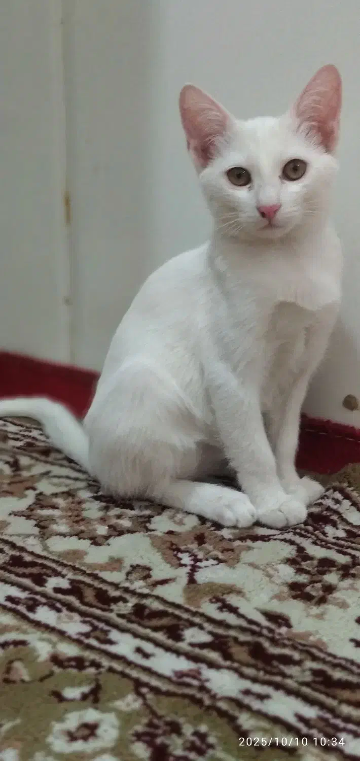 گربه|گربه|فسا, |دیوار