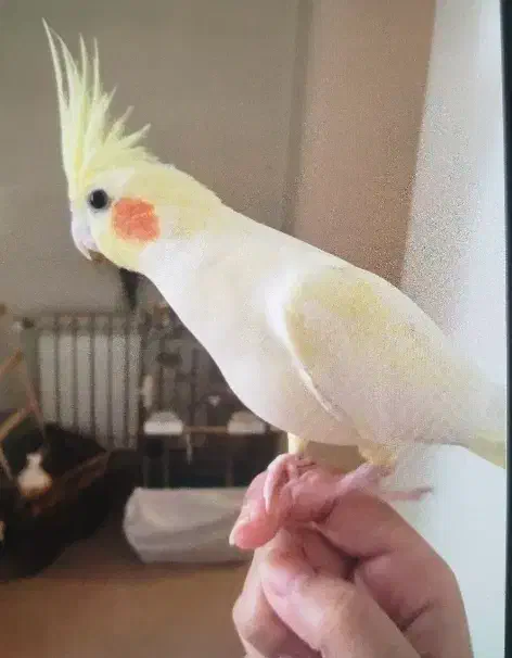 سه عددعروس هلندی بالغ و رام|پرنده|کنگاور, |دیوار