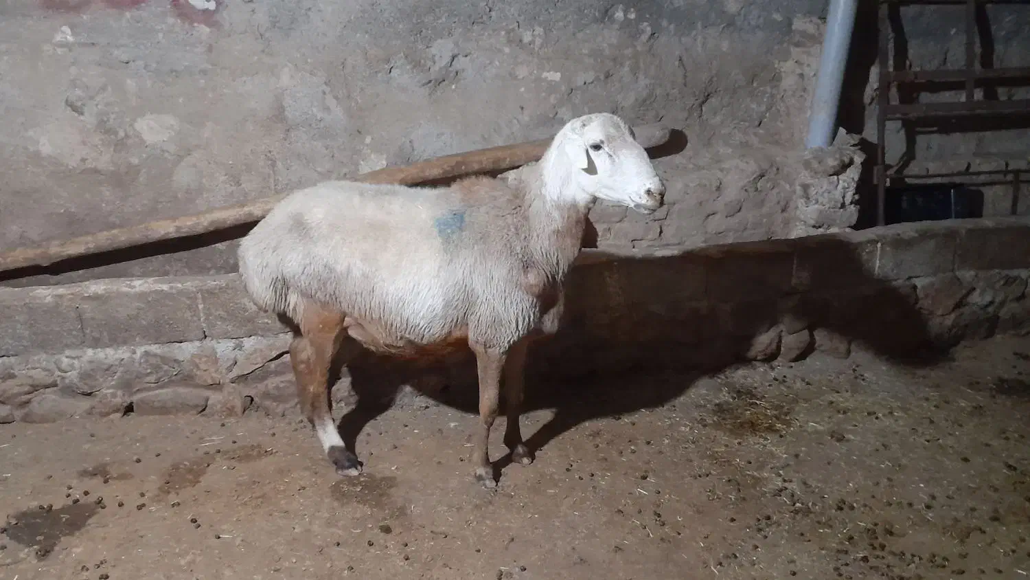 قوچ نژاد مهربان|حیوانات مزرعه|کامیاران, |دیوار