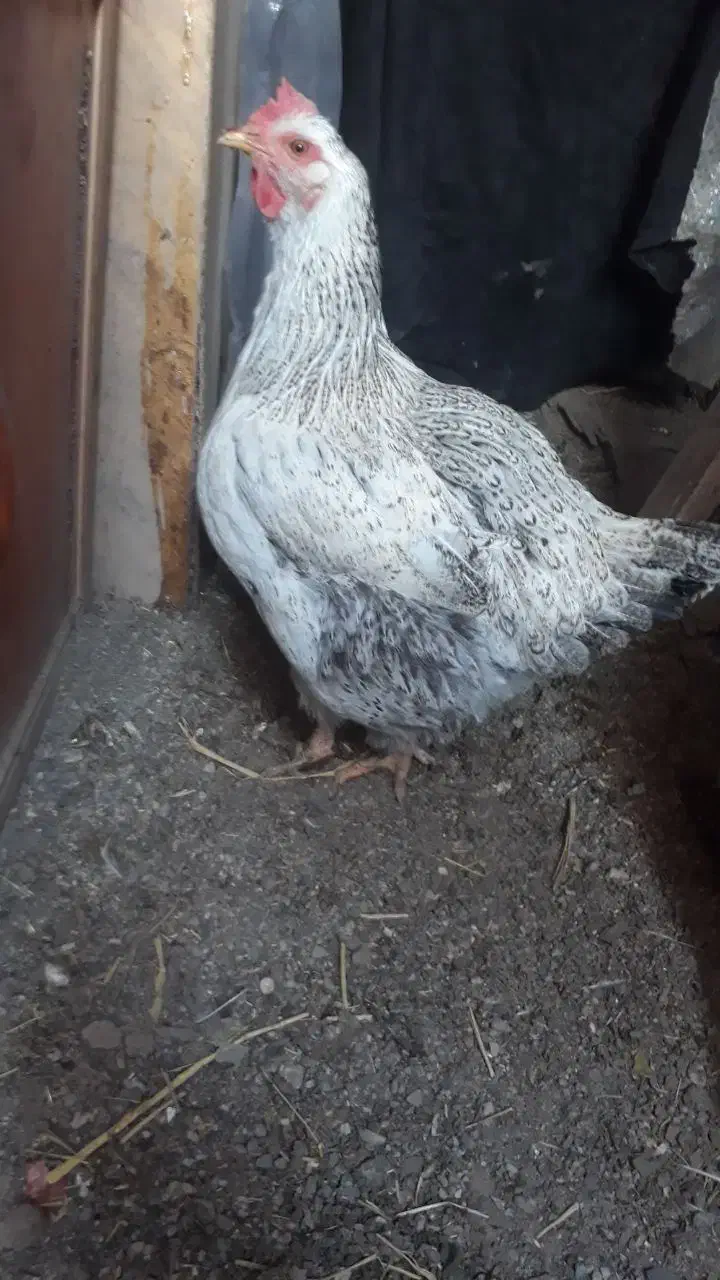 حیوان خانگی|حیوانات مزرعه|پاکدشت, پاکدشت (مامازند)|دیوار