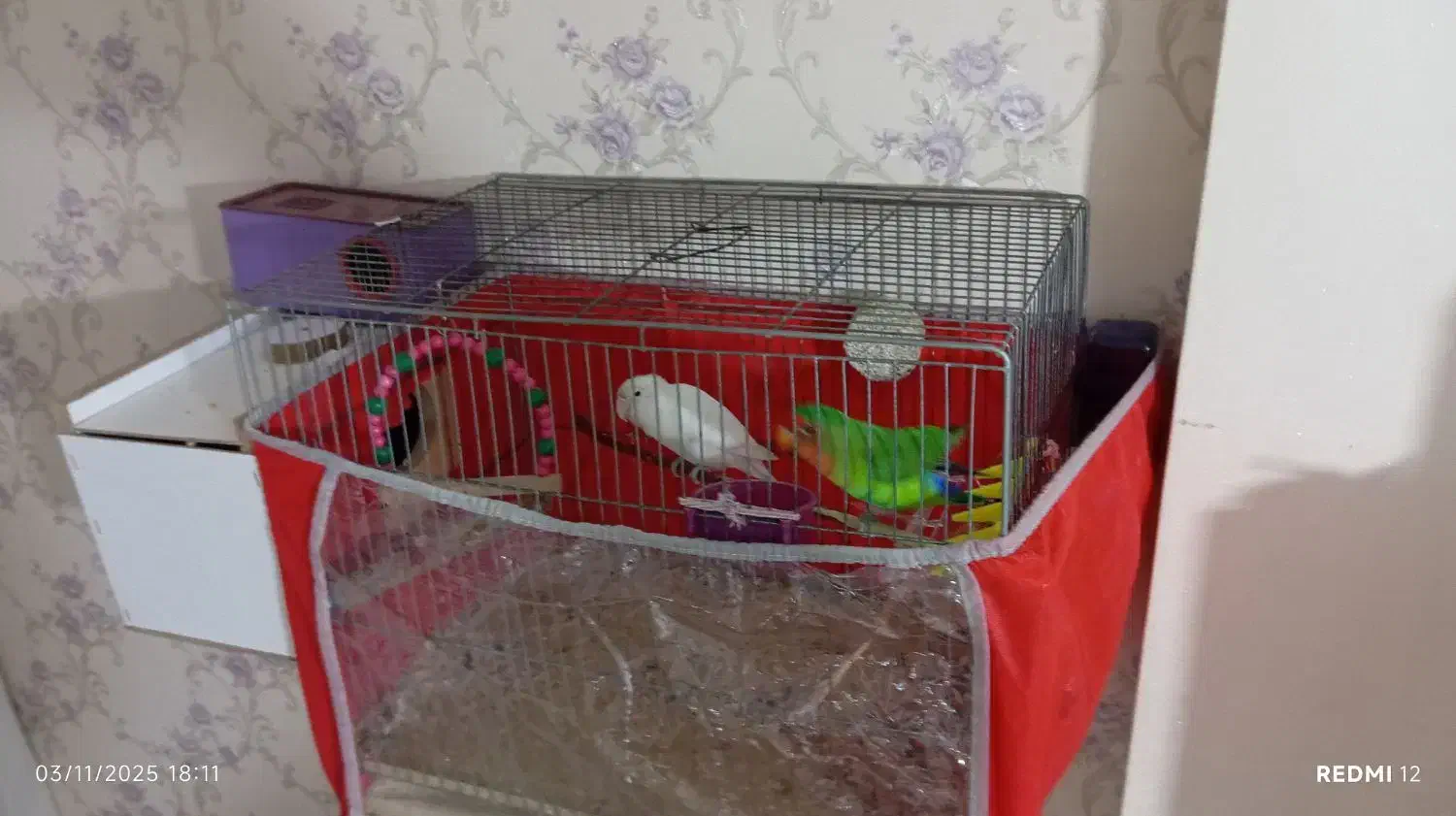 طوطی برزیلی|پرنده|سهند, |دیوار