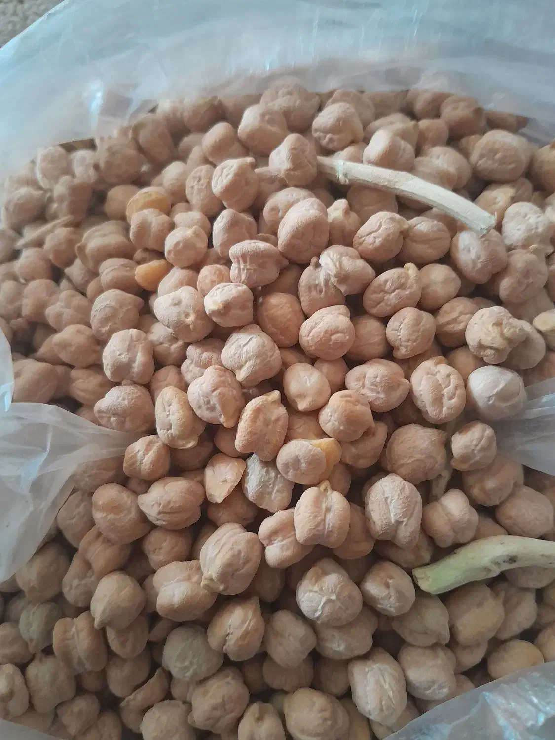 نخود|خوردنی و آشامیدنی|کوهدشت, |دیوار