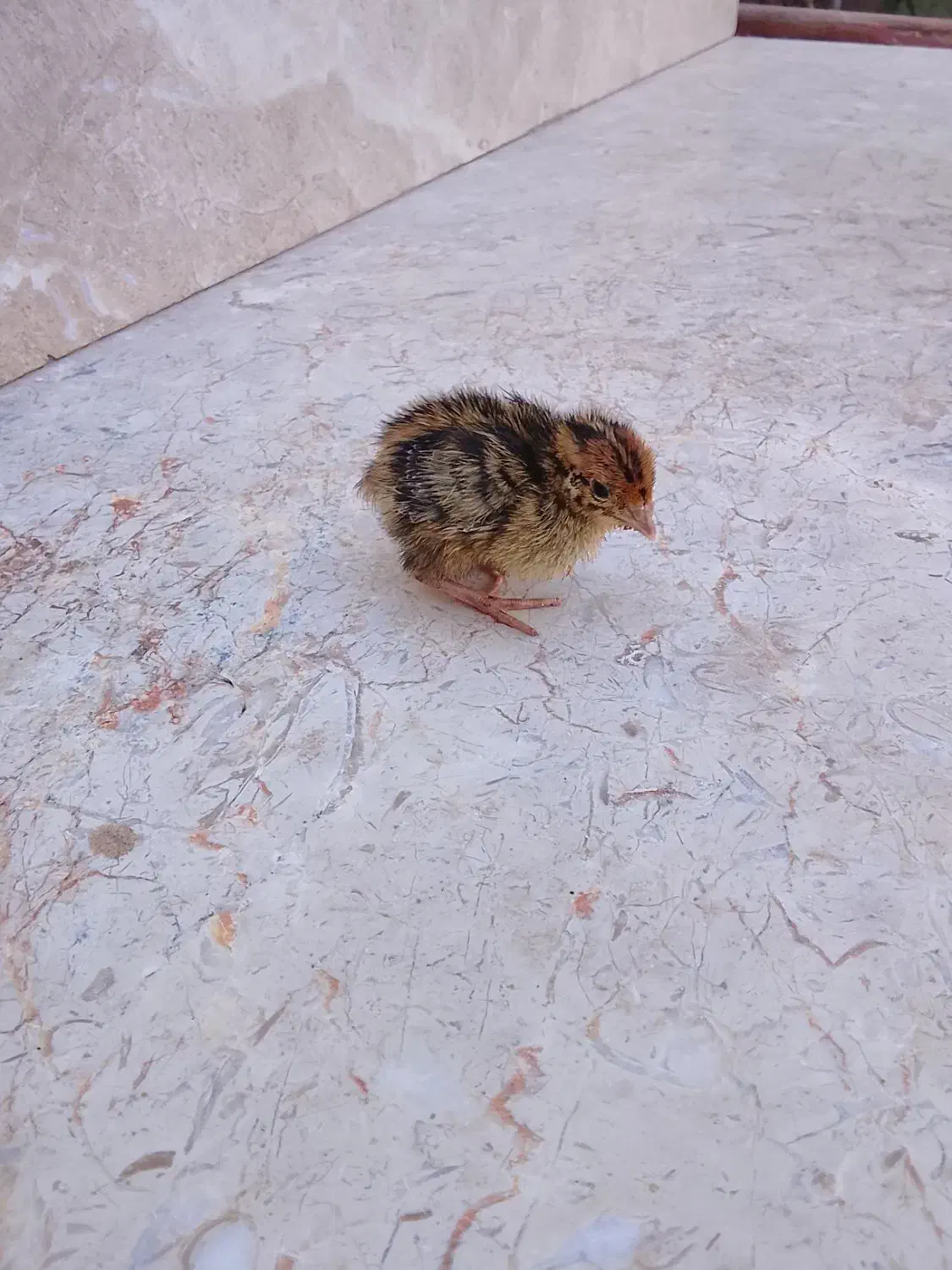 بلدرچین|حراج|زابل, |دیوار