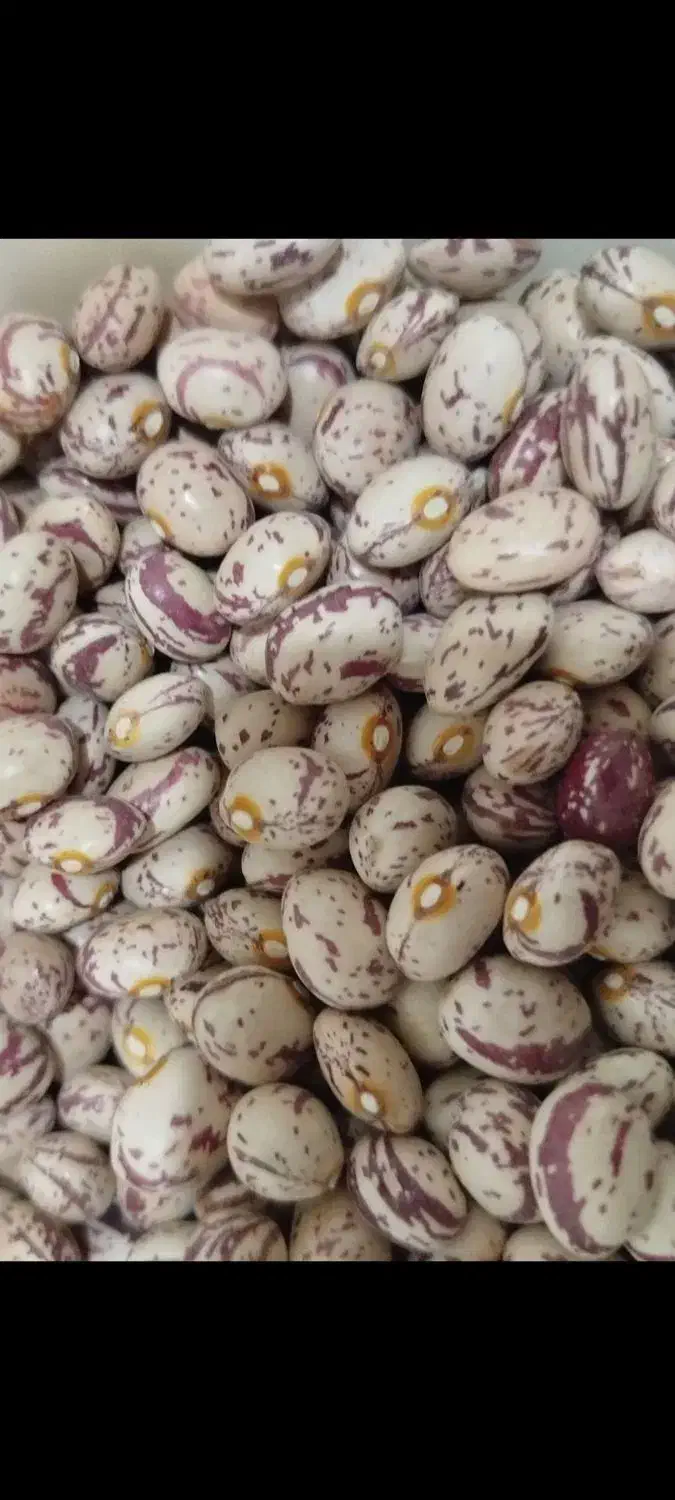 لوبیا چیتی زنجان|خوردنی و آشامیدنی|تهران, انبار نفت|دیوار