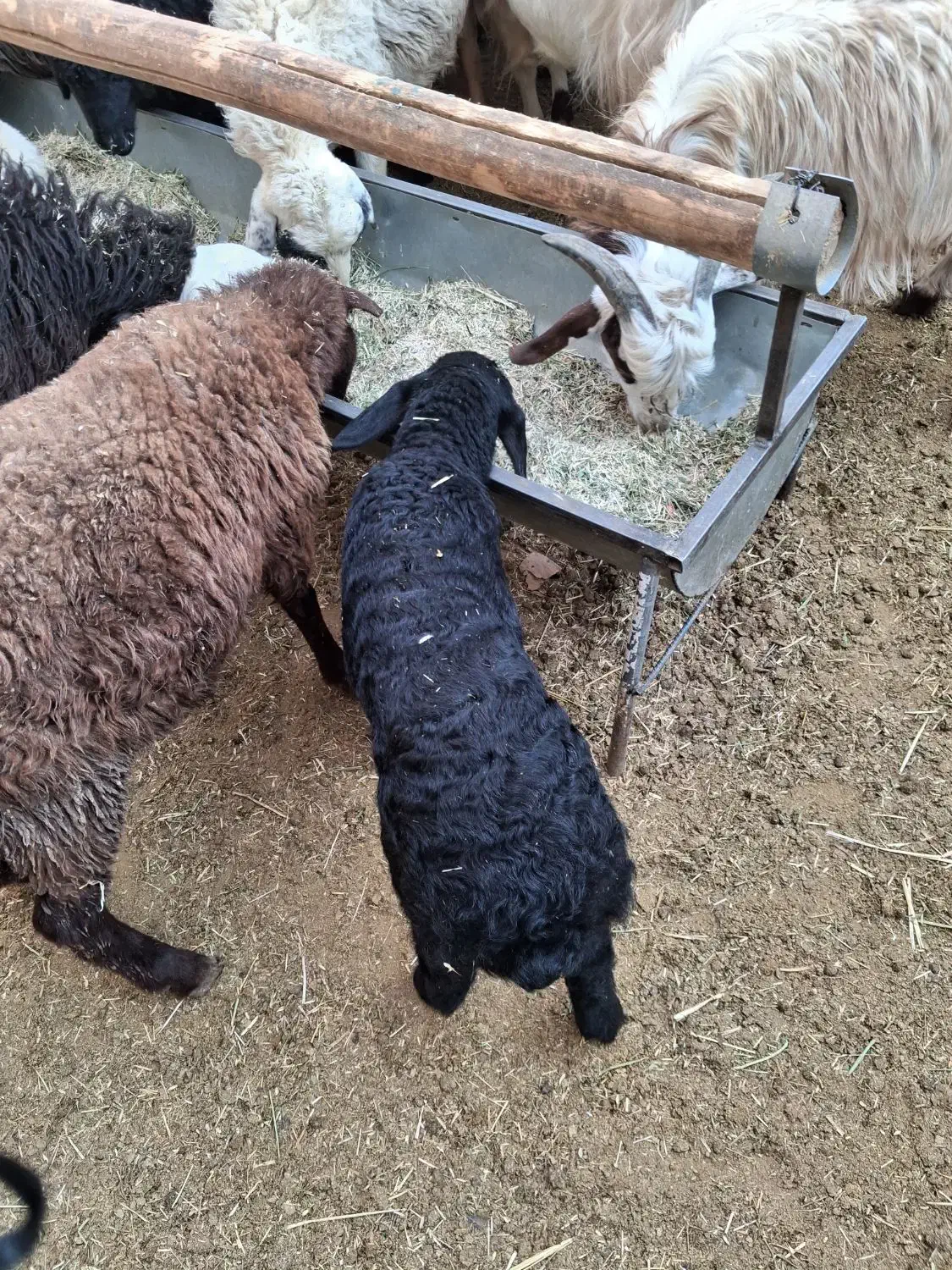 میش بره|حیوانات مزرعه|خنداب, |دیوار