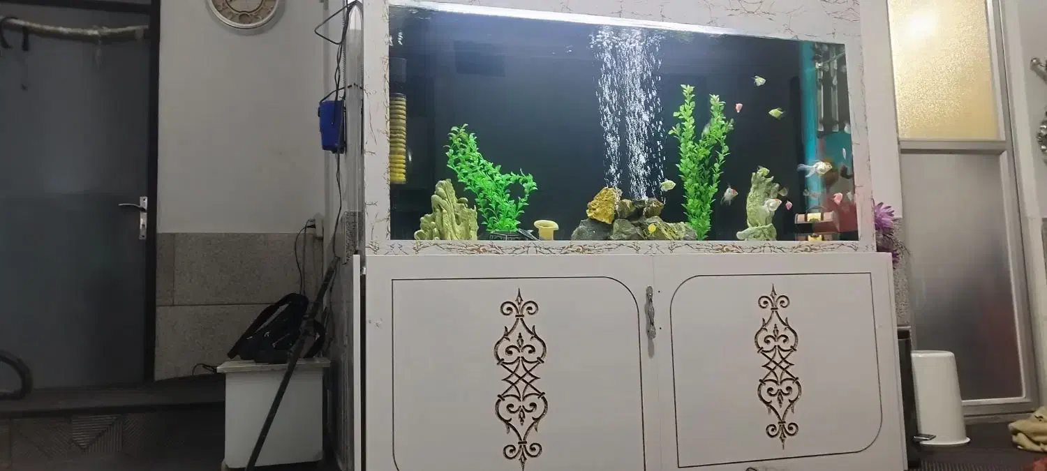 اکواریوم بزرگ|ماهی|سبزوار, امام خمینی (ناوی)|دیوار