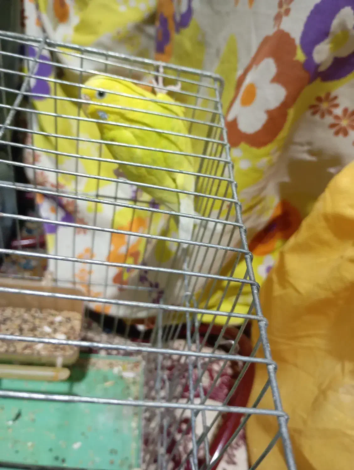 جفت عروس هلندی لوتینو مولدویک مرغ عشق ماده|پرنده|کرمان, |دیوار