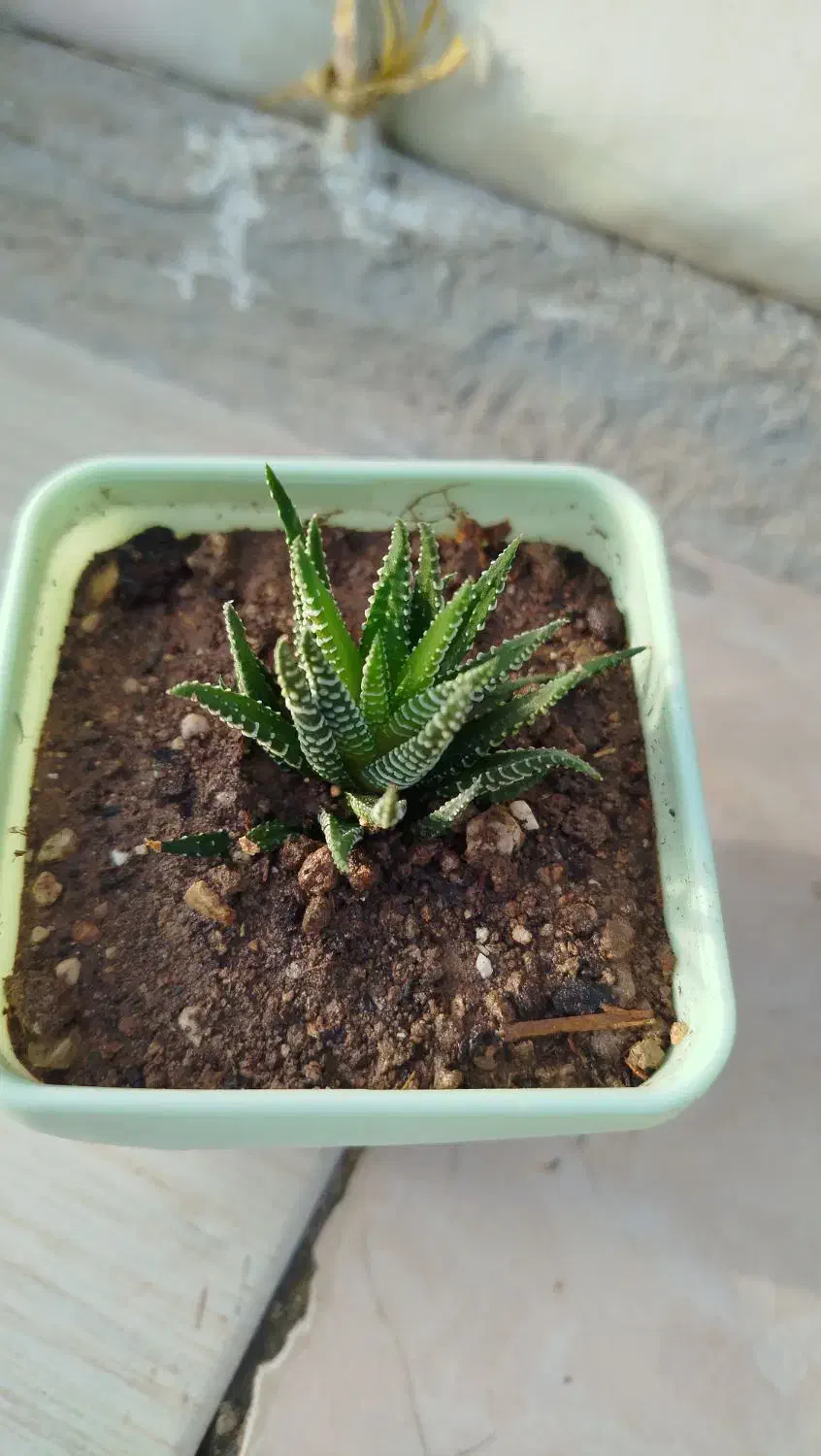 کاکتوس|زیورآلات و اکسسوری|سرپل ذهاب, |دیوار