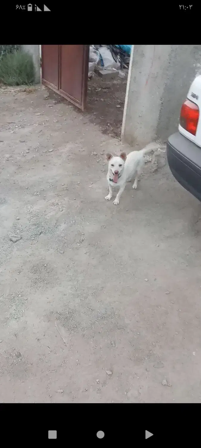 سگ پا کوتاه|سگ|آبیک, |دیوار