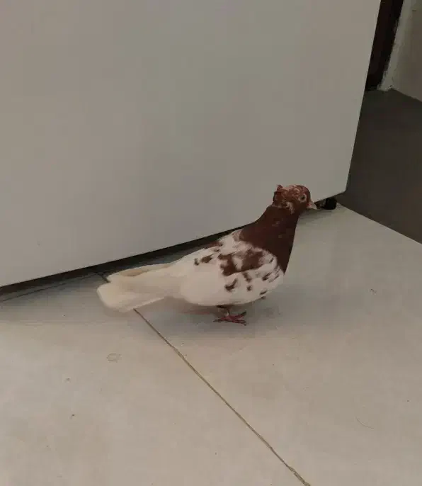 کفتر کله سرخ|پرنده|مشهد, ایثار|دیوار