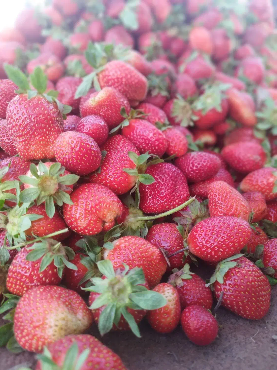 نهال توت فرنگی|حراج|خان ببین, |دیوار