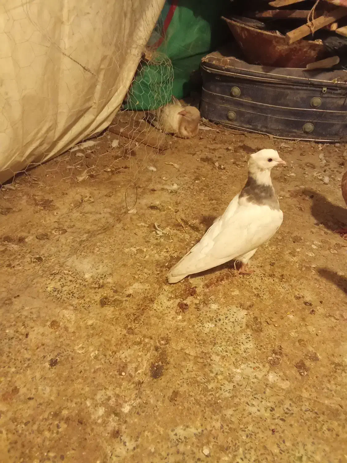 کبوترطوقی|پرنده|محمدشهر, ولدآباد|دیوار