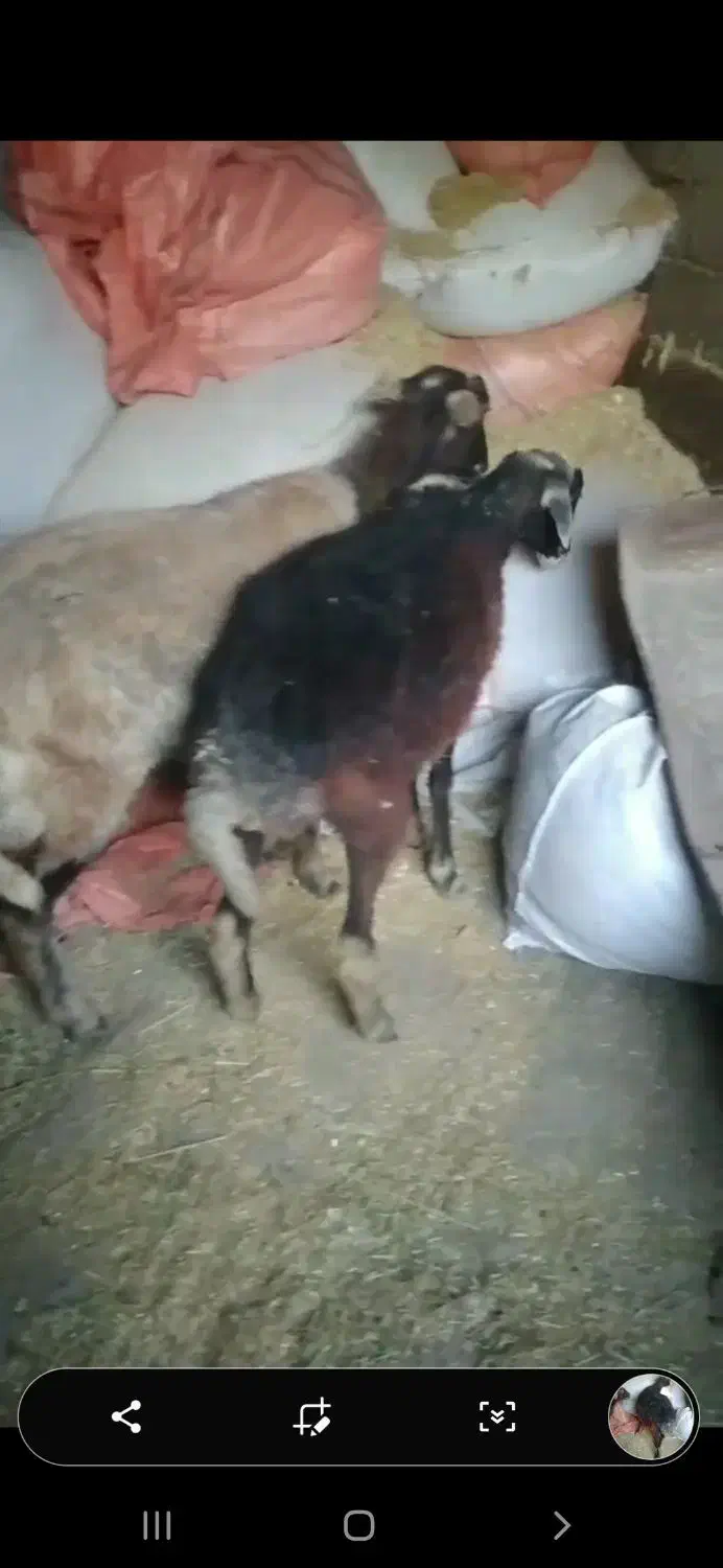 یک عدد گوسفند جوان ۱ساله قوچ خورده|حیوانات مزرعه|گلی داغ, |دیوار