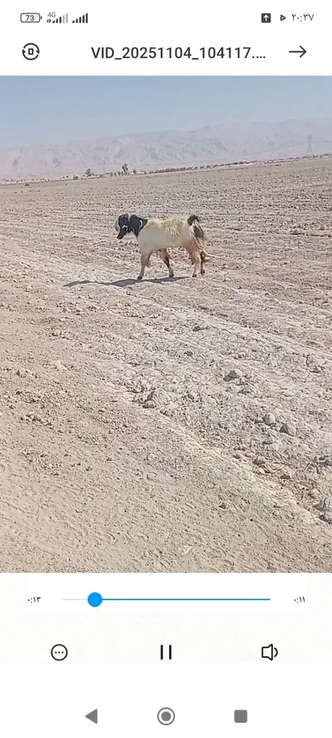 فروش پازن خوب دورگ جوان داشتی|حیوانات مزرعه|لامرد, |دیوار