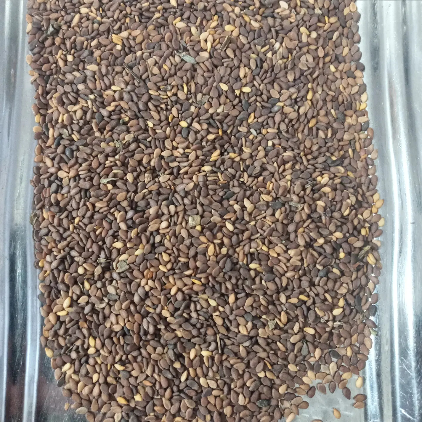 کنجد|گل و گیاه طبیعی|سوسنگرد, |دیوار
