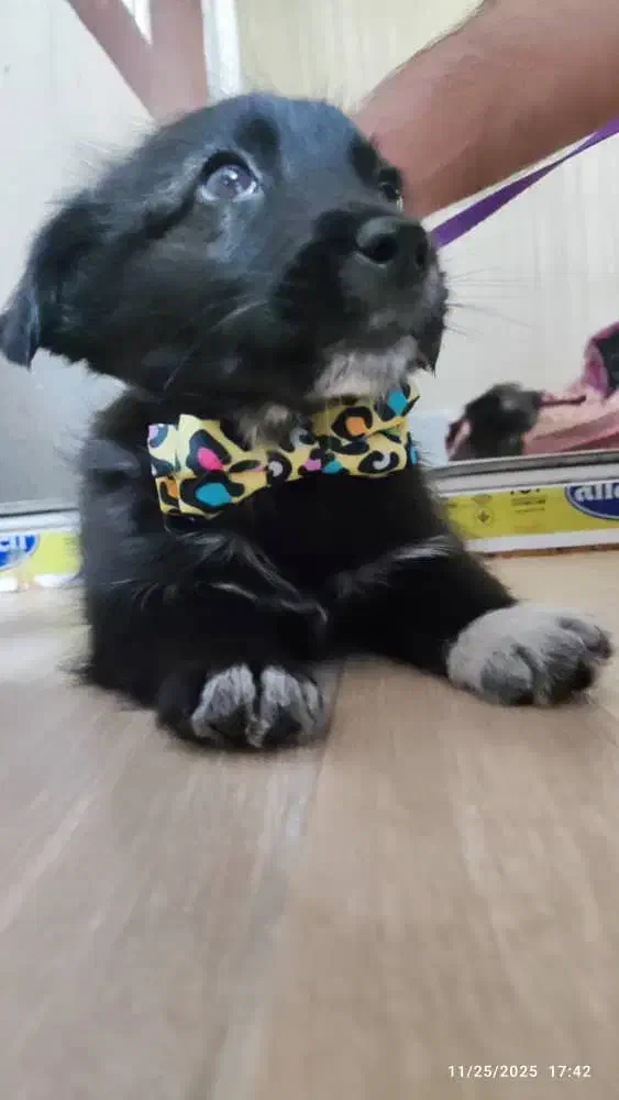 سگ پاکوتاه|سگ|ارومیه, |دیوار