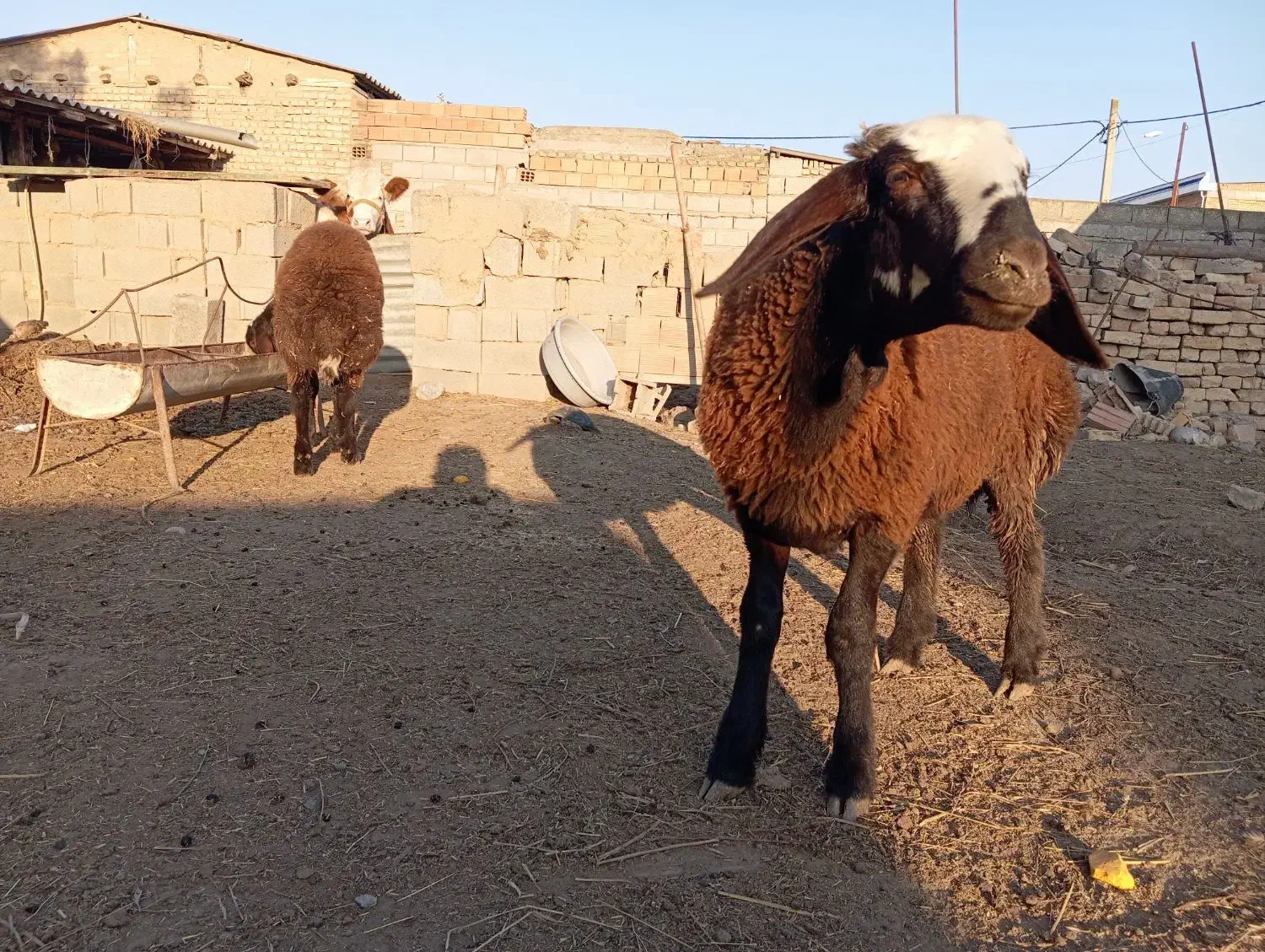 بره پرواری گوشتی نر وماده|حیوانات مزرعه|انبارآلوم, |دیوار