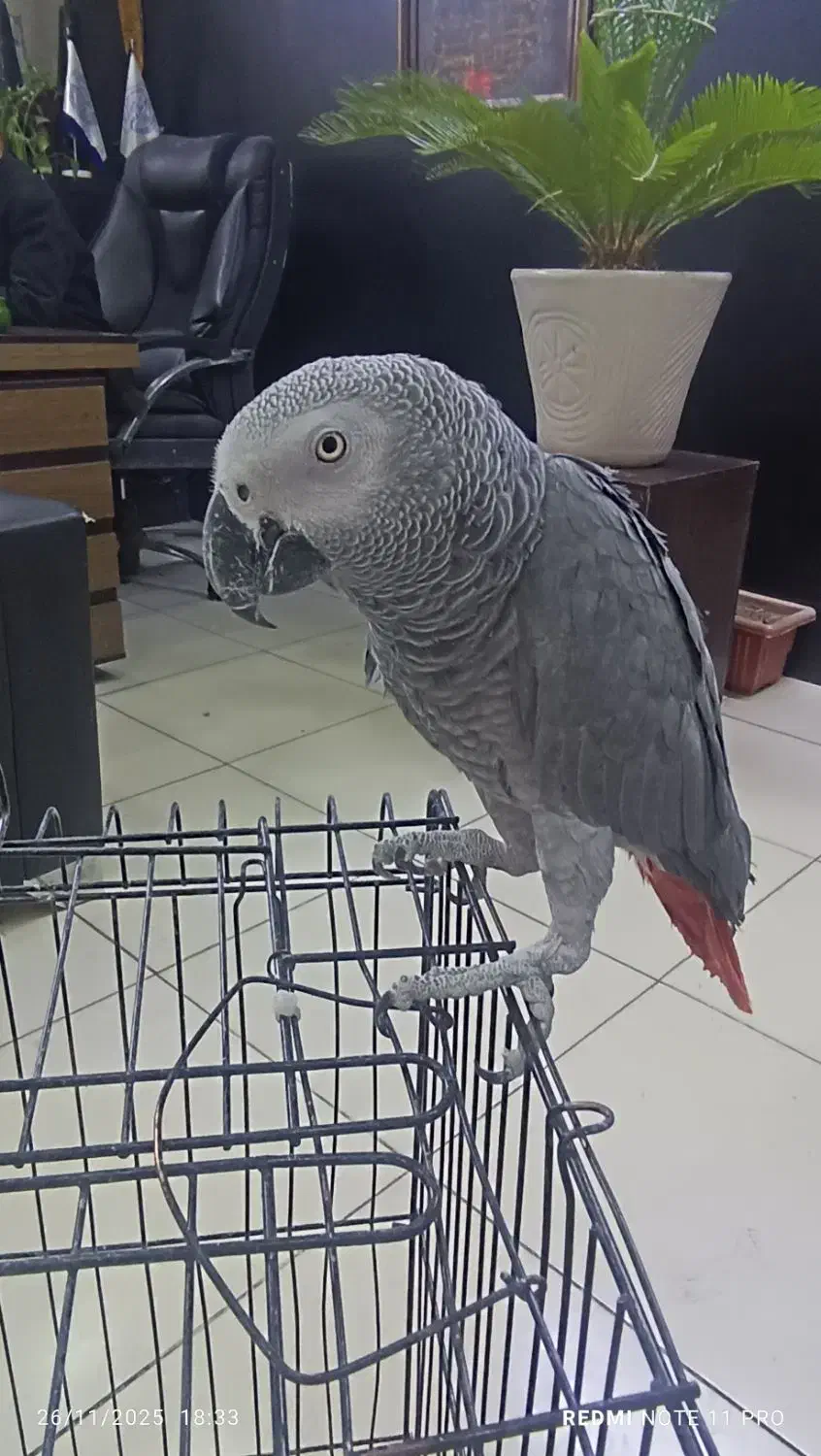 کاسکو 4 ساله سخنگو نر اماده|پرنده|پردیس, فاز ۳|دیوار