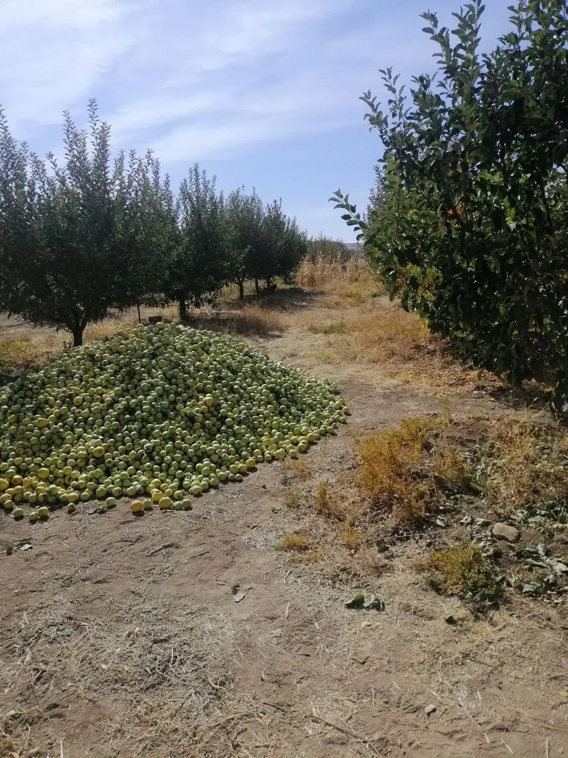 باغ 16 ساله مجوزدار جهاد در قرکند|فروش دفتر صنعتی، کشاورزی، تجاری|بوکان, |دیوار