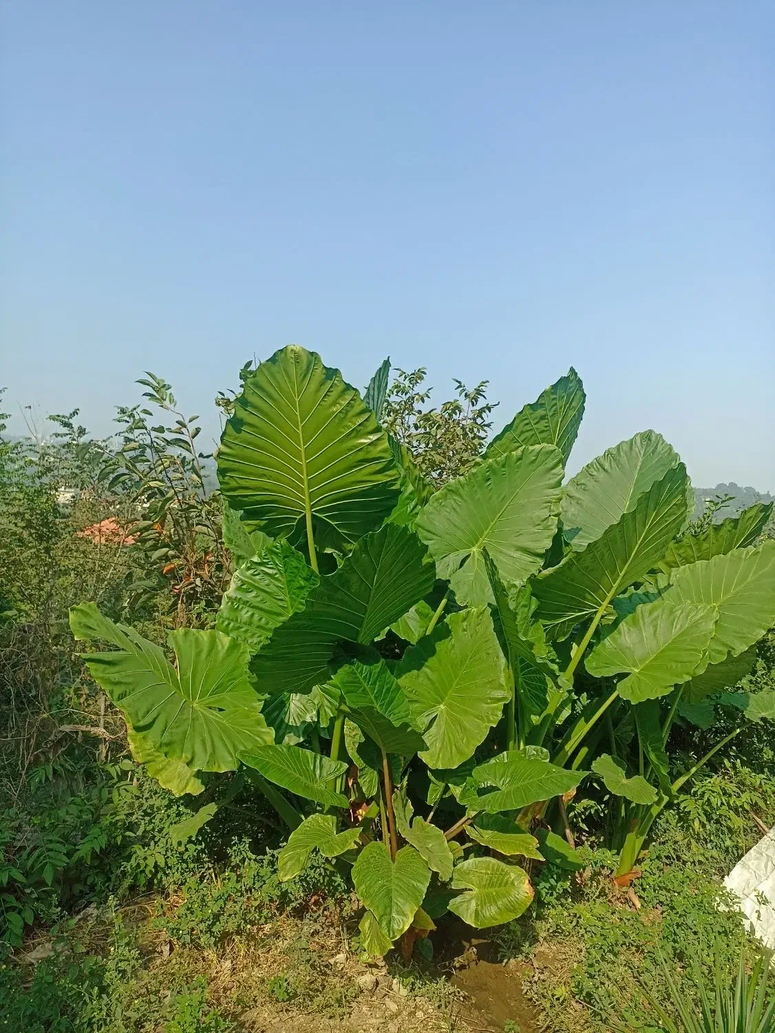 گل بابا ادم جاینت تنه دار|گل و گیاه طبیعی|کتالم و سادات شهر, |دیوار