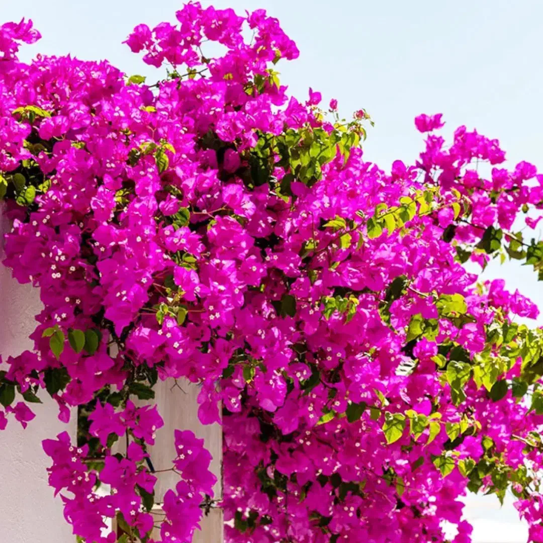 گل رزدوساله، گل یاس، گل کاغذی ، نهال صنوبر|گل و گیاه طبیعی|ایلام, |دیوار