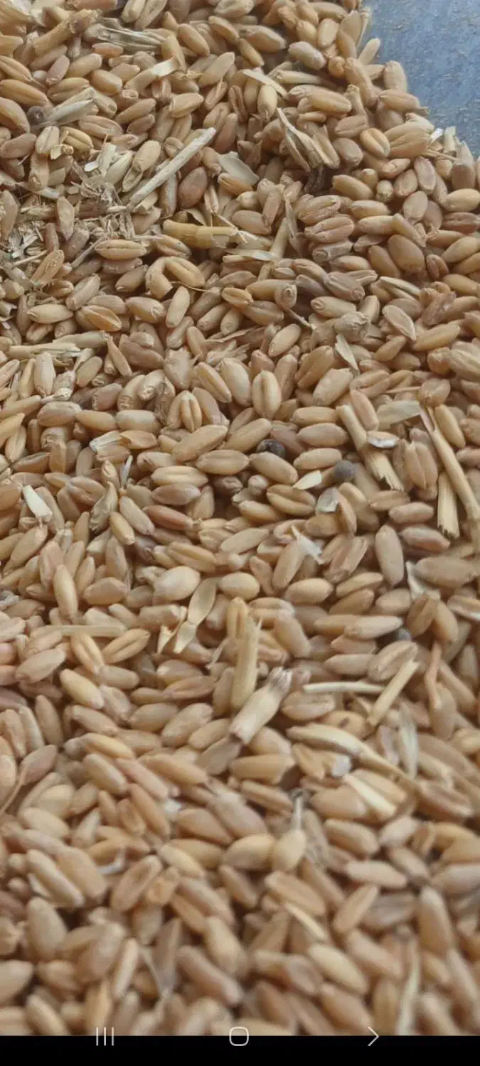 گندم فروشی|گل و گیاه طبیعی|تربت جام, جامرود|دیوار