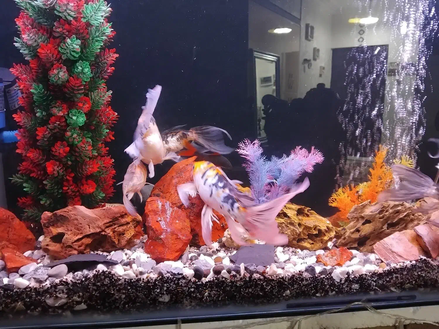 ماهی|ماهی|قم, شهرک شهرداری|دیوار