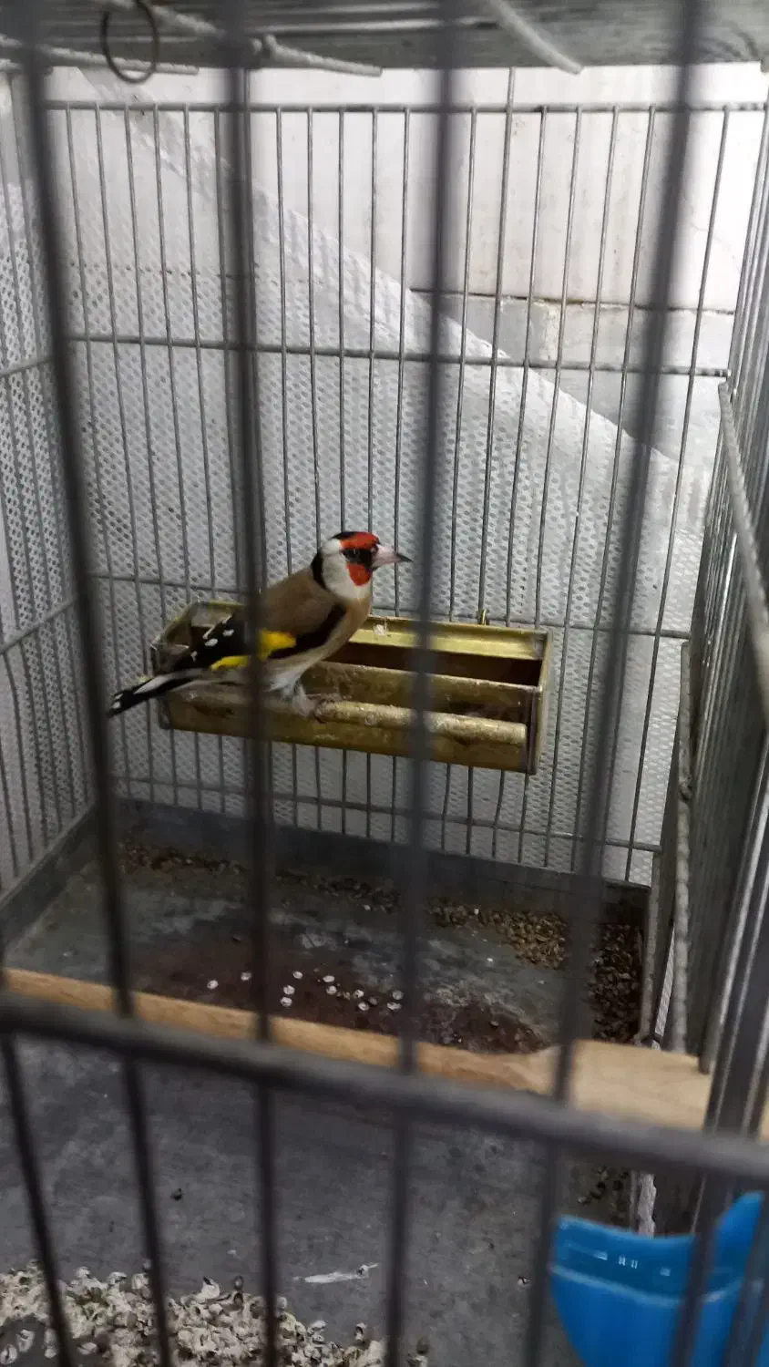 سهره لرستان یه ماه قفس و گردن کلفت|پرنده|چهارباغ, |دیوار