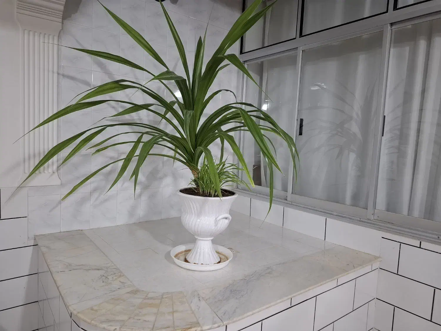 گل پاندانوس|گل و گیاه طبیعی|شاهرود, |دیوار