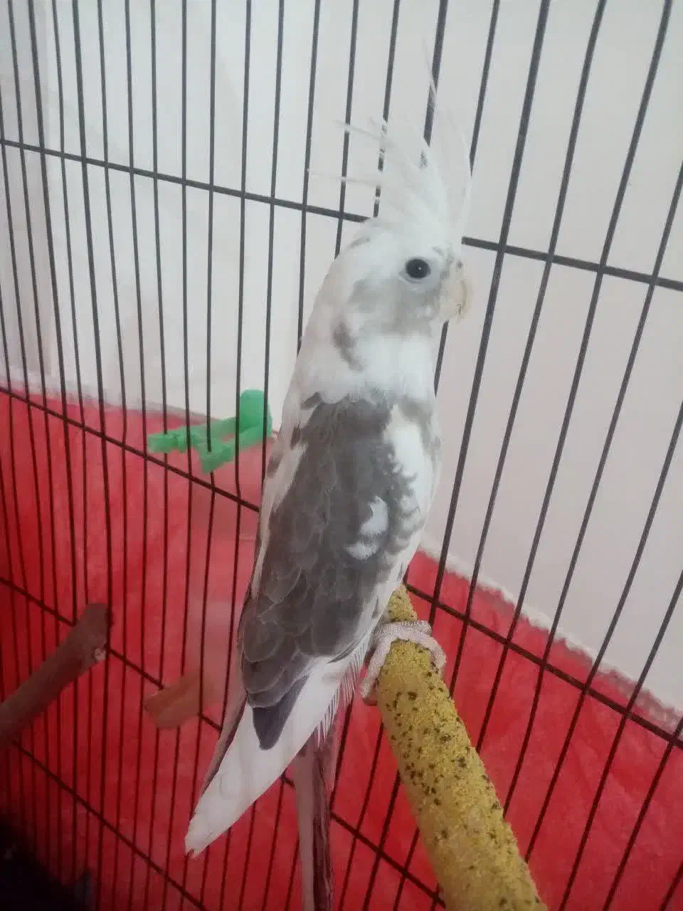 عروس هلندی|پرنده|مینودشت, |دیوار