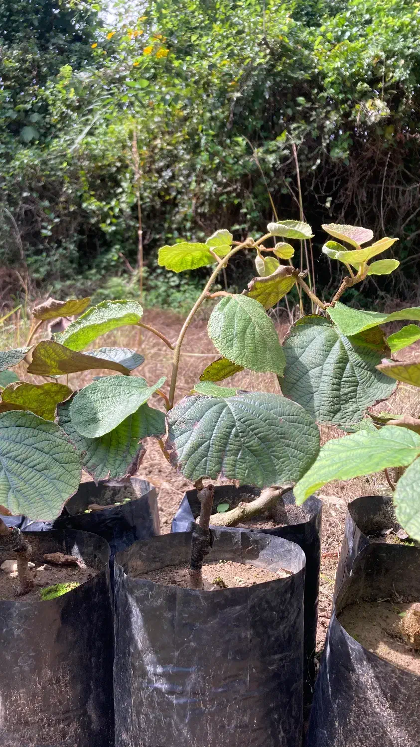 نهال کیوی هایوارد|خدمات باغبانی و درختکاری|عباسآباد, |دیوار