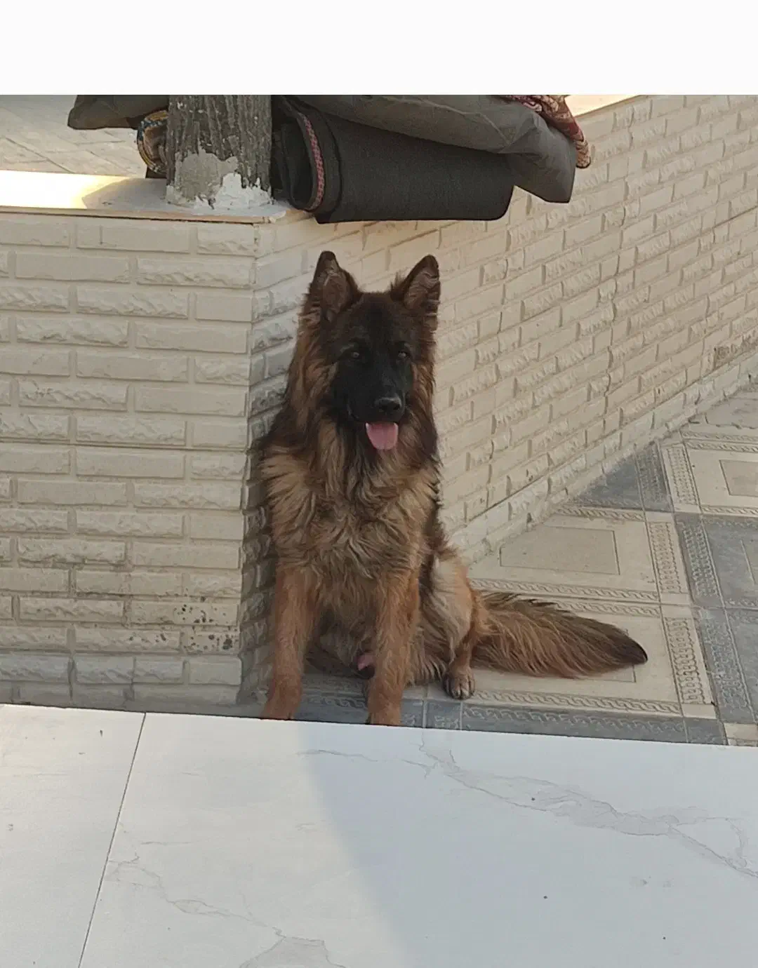 واگذاری ژرمن شولاین یا معاوضه با قدرجونی اصیل|سگ|شیراز, بید زرد|دیوار