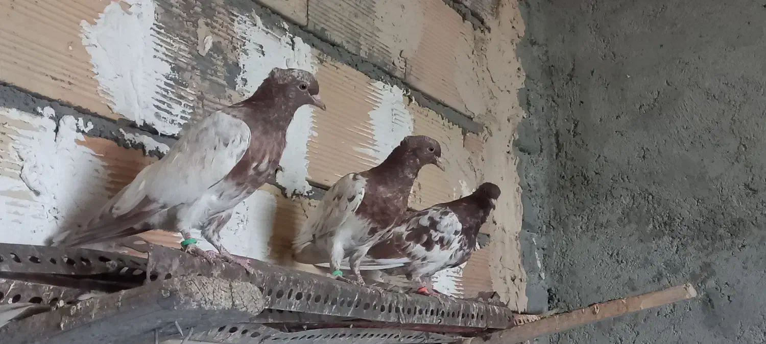 کبوتر جوجه|پرنده|مشهد, شهرک شهید باهنر|دیوار