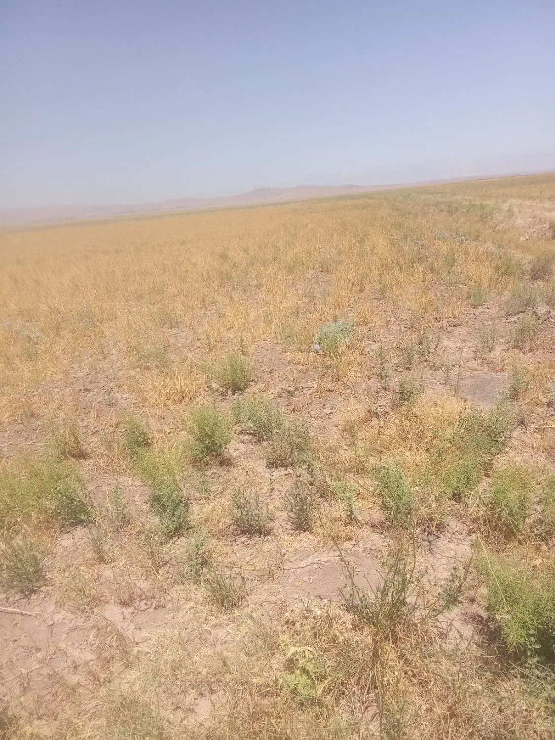 زمین فروشی دوکله|فروش دفتر صنعتی، کشاورزی، تجاری|تاکستان, |دیوار