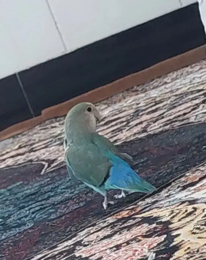 دستی جفت فروشی به دلیل جا نداشتن|پرنده|تایباد, |دیوار