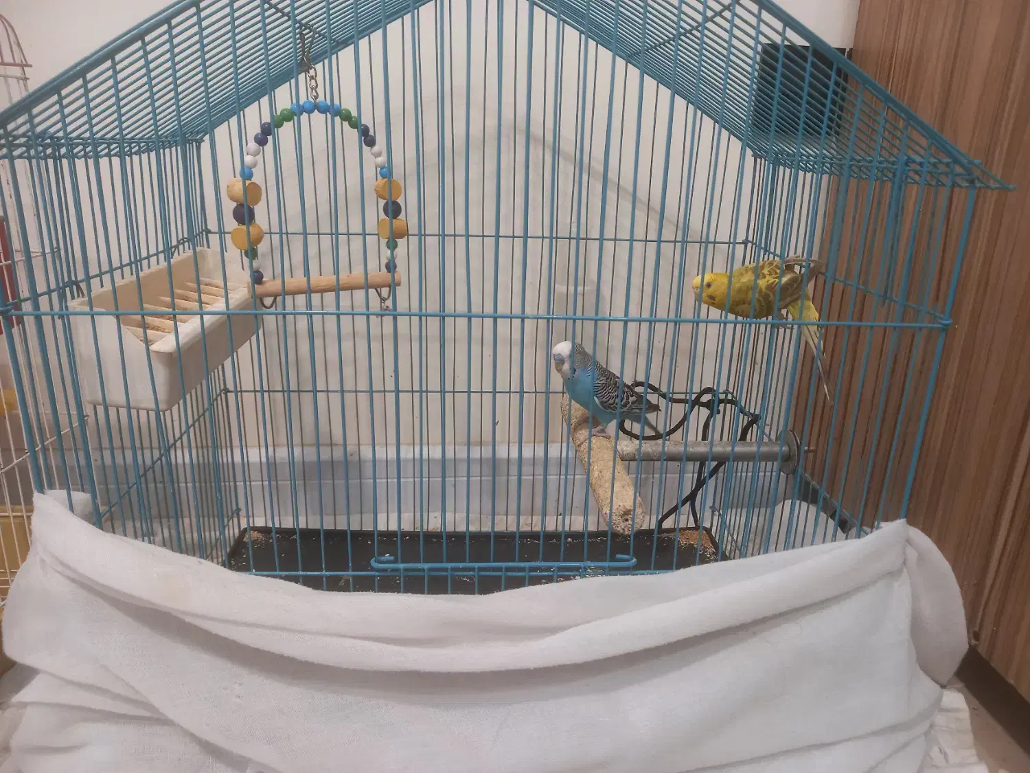 ۱ جفت مرغ عشق مولد|پرنده|تهران, صادقیه|دیوار