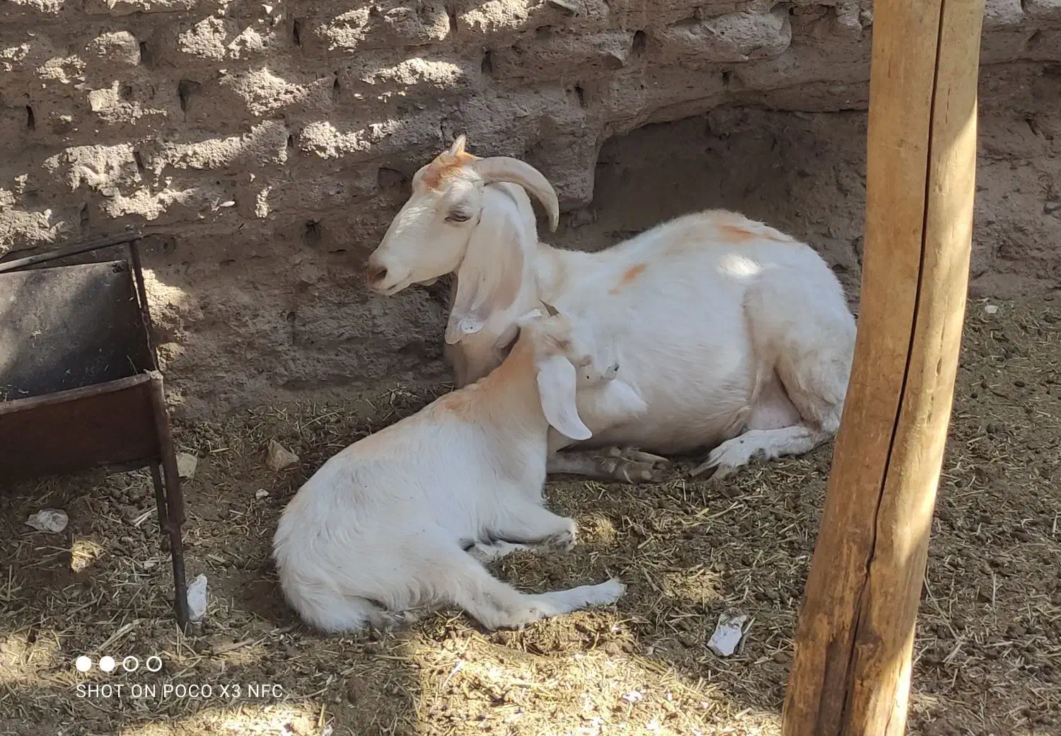 گوسفند بز|حیوانات مزرعه|بردسیر, |دیوار