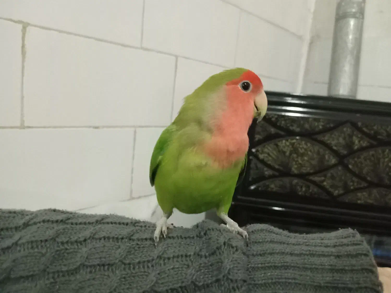 طوطی برزیلی دستی|پرنده|نظرآباد, نظرآباد|دیوار