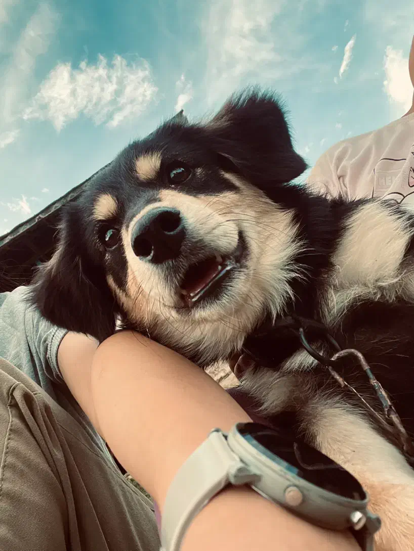 فروش. سگ|سگ|فومن, |دیوار