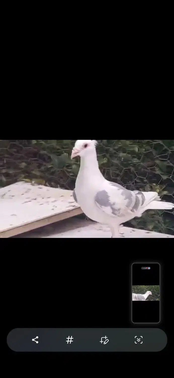 کبوتر|پرنده|لار, |دیوار