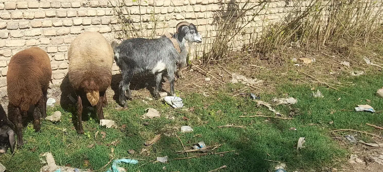 بز بزغاله|حیوانات مزرعه|علیآباد کتول, |دیوار